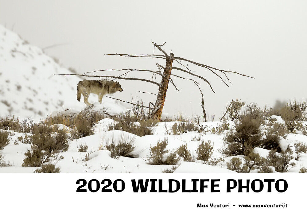 2020 WILDLIFE PHOTO di Max Venturi - Www.maxventuri.it,  2021,  Youcanprint libro usato
