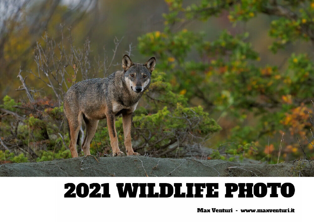 2021 WILDLIFE PHOTO di Max Venturi,  2021,  Youcanprint libro usato