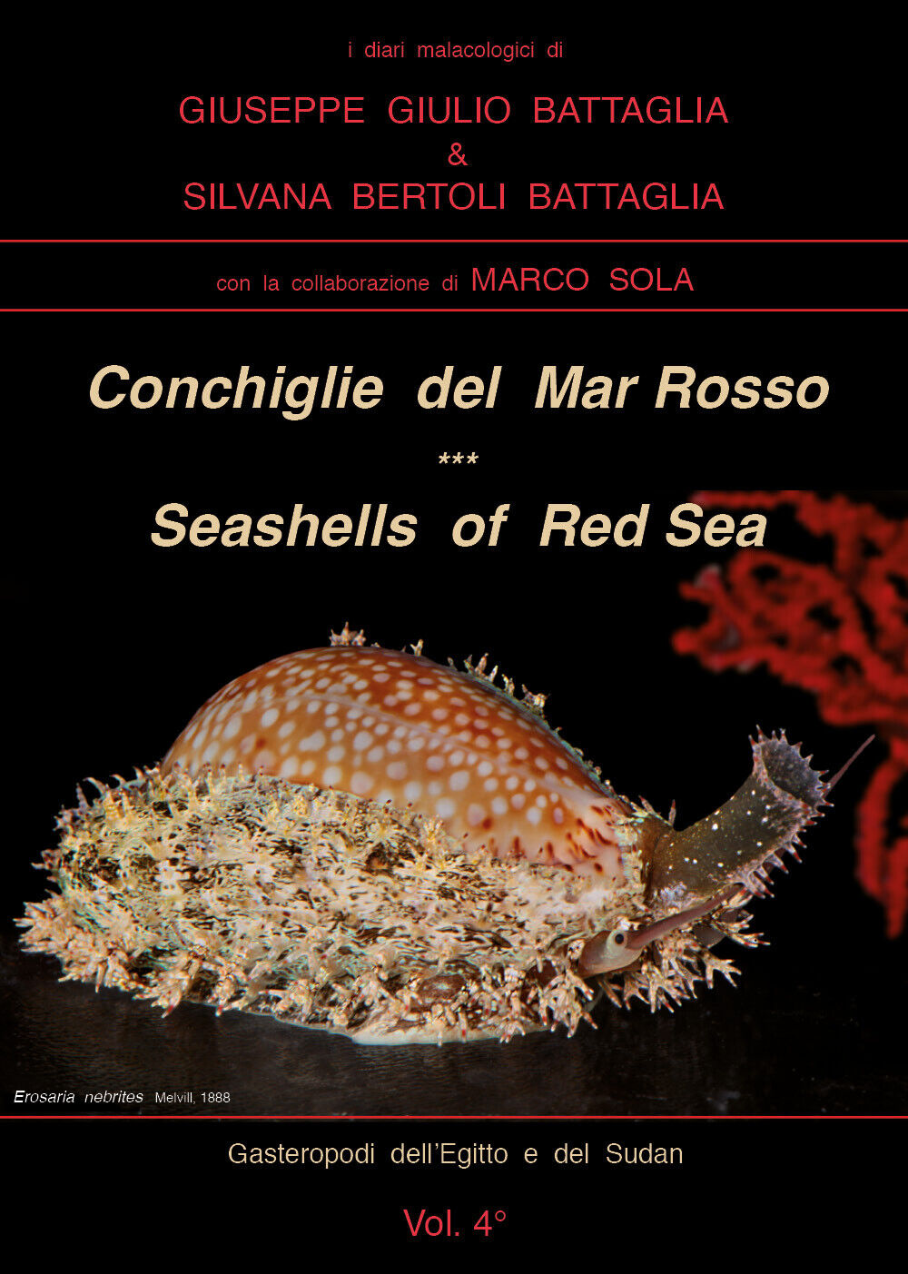 Conchiglie del Mar Rosso-Red Sea?s seashelles. Ediz. bilingue di Giuseppe Giulio libro usato