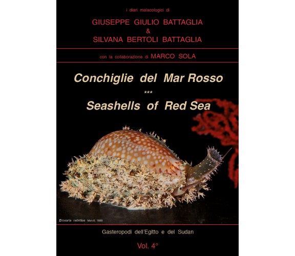 Conchiglie del Mar Rosso-Red Sea’s seashelles. Ediz. bilingue di Giuseppe Giulio